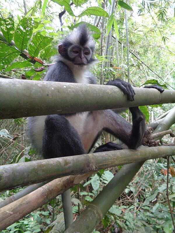 Bukit Lawang (sungai dan primata)