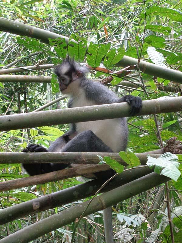 Bukit Lawang (sungai dan primata)