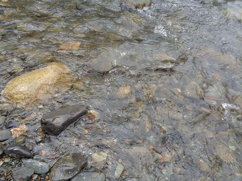 Bukit Lawang (sungai dan primata)