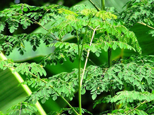 POHON KELOR TAK SELALU MISTIS, Nama latinnya adalah "Mohinga oelivera