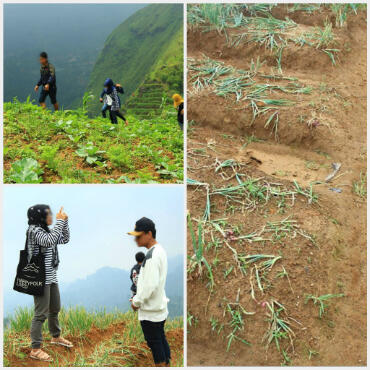 Demi Tenar di Medsos, 'Pasukan Alay' Hancurkan Kebun Bawang