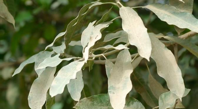 Journal: Misteri Kematian Beruntun di Karanglo