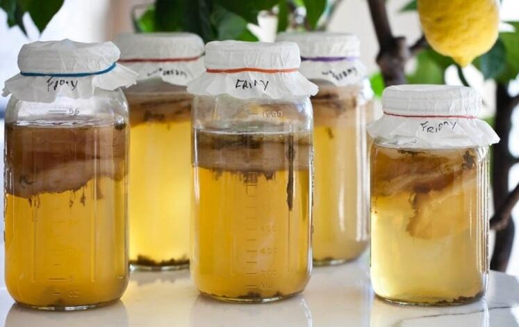 7 Manfaat Teh Kombucha