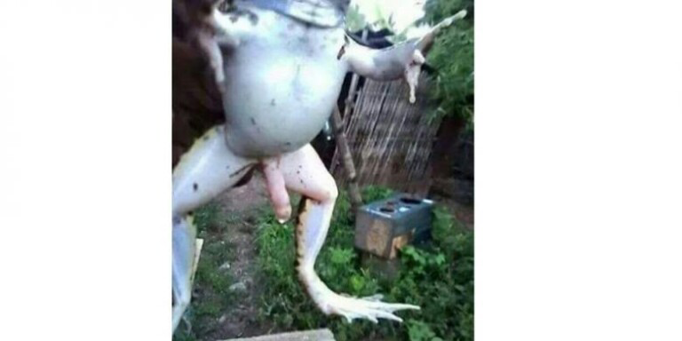Foto Kodok &quot;Berpenis&quot; Jumbo Ramaikan Dunia Maya