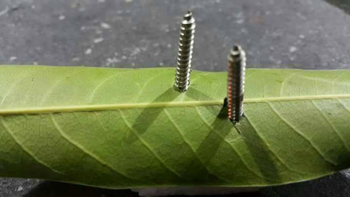 MODUS BARU BAN BOCOR