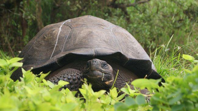 Swiss Sambut Kelahiran Bayi Kura-Kura Raksasa Galapagos