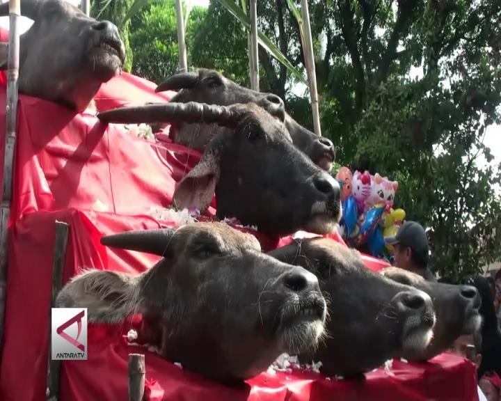 7 Kepala Kerbau Sambut Masa Giling Tebu