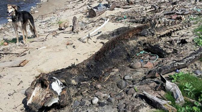 Monster laut mengerikan terdampar di pantai gan, sisa dinosaurus?