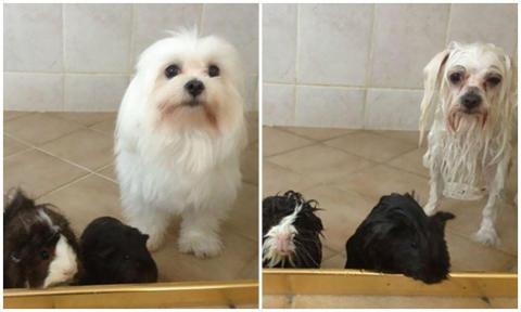 Agan Agan Bakal Terguncang Melihat Hewan Imut Ini Habis Mandi.