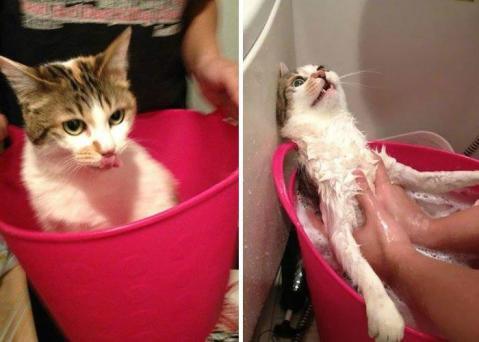 Agan Agan Bakal Terguncang Melihat Hewan Imut Ini Habis Mandi.
