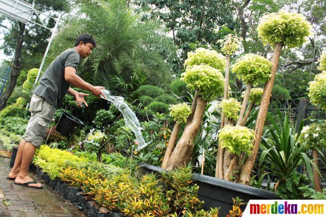 Mari Berbisnis Tanaman Hias