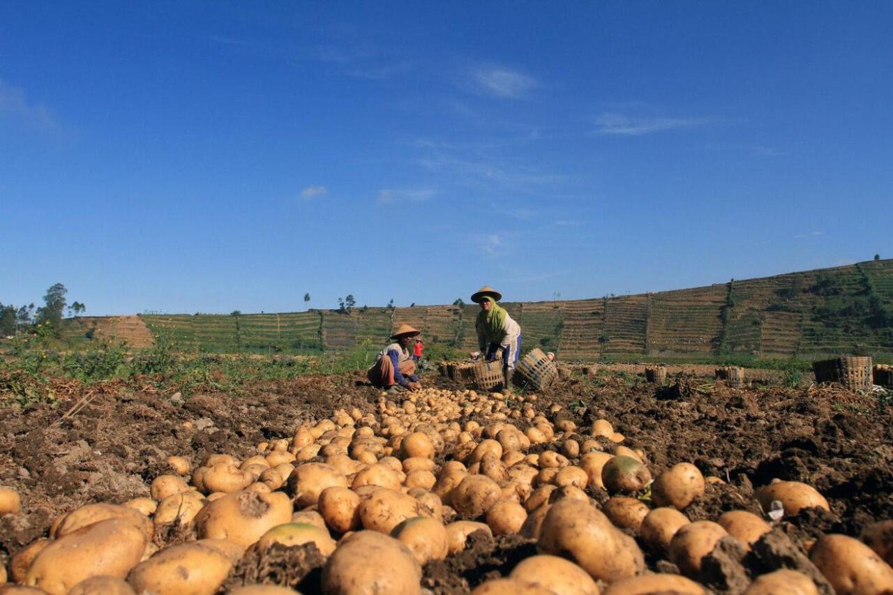Kabut Tipis di Negeri Para Dewa