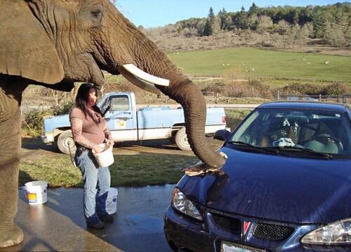 CUCI MOBIL &quot;GAJAH&quot;