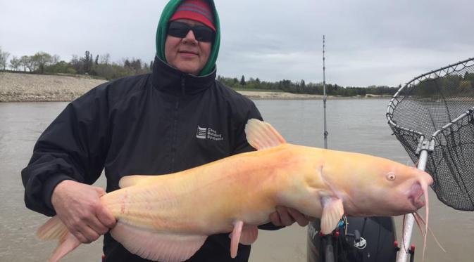Ikan lele albino ditemukan di sungai merah kanada, ini penampakannya