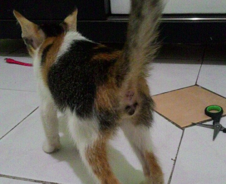 Apa ini kucing  belang tiga Kelamin cowok KASKUS