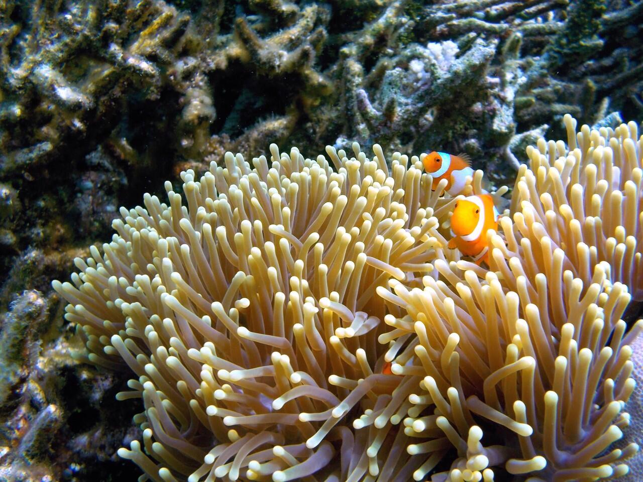 Kepulauan Togean : (Masih) Surga Tersembunyi Di Sulawesi