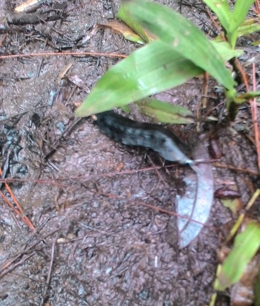 (MAHLUK PURBA) GAN INI MAHLUK APAAN, ABIS NEMU DARI HUTAN
