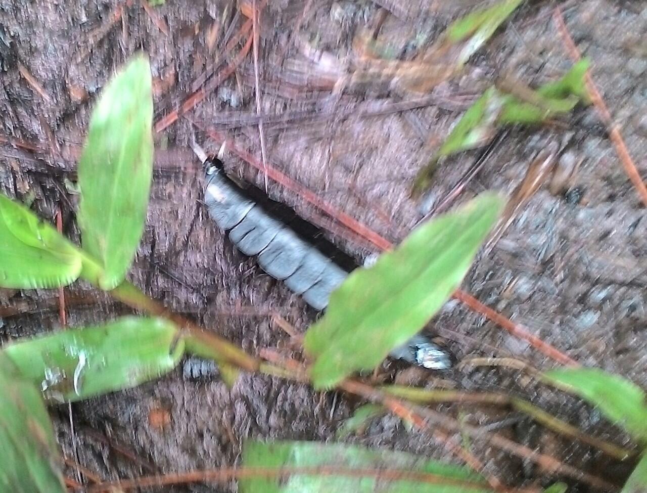 (MAHLUK PURBA) GAN INI MAHLUK APAAN, ABIS NEMU DARI HUTAN
