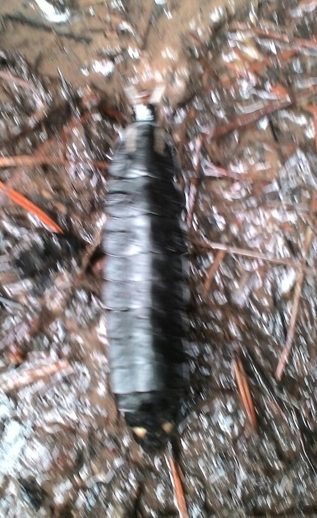 (MAHLUK PURBA) GAN INI MAHLUK APAAN, ABIS NEMU DARI HUTAN