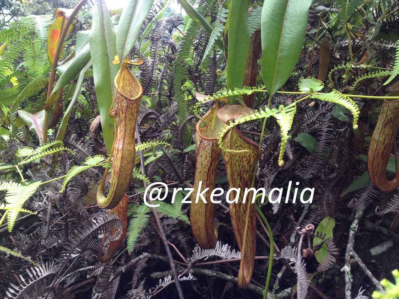 NIKMATNYA 'MENYEPI' DI GUNUNG KENDANG 2641 MDPL 