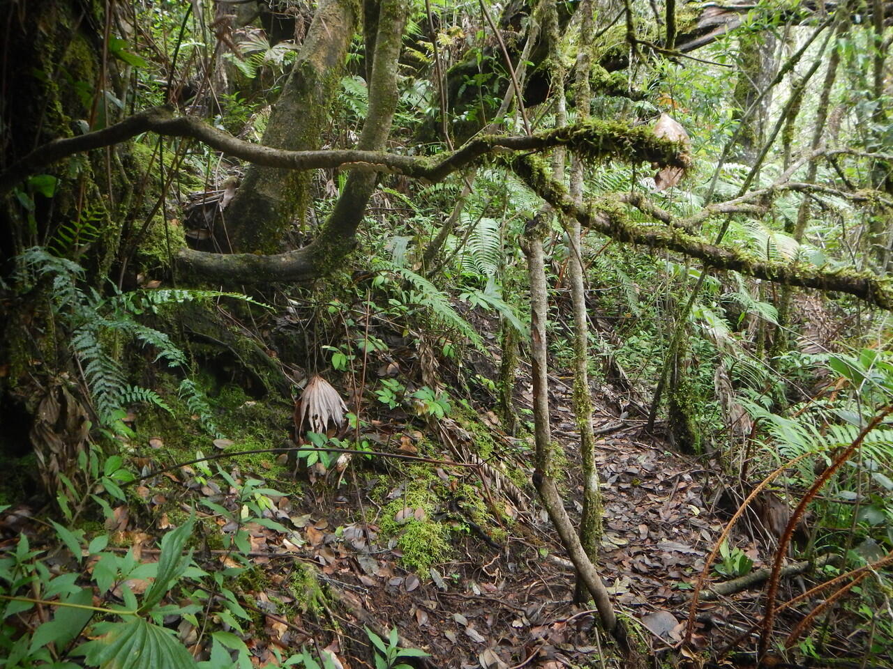 NIKMATNYA 'MENYEPI' DI GUNUNG KENDANG 2641 MDPL 