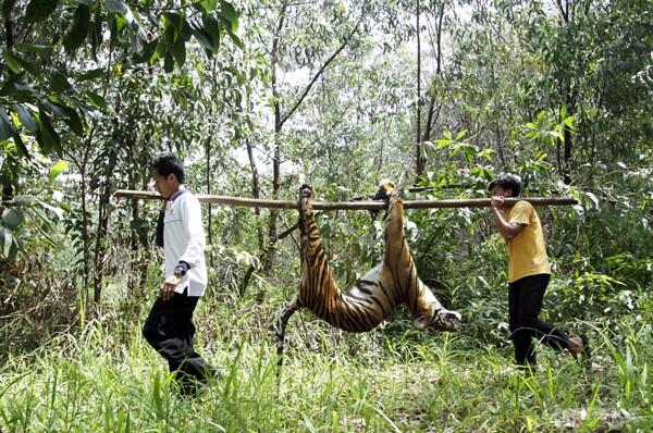 Perburuan Liar Sisakan 100 Harimau Sumatera di TN Gunung Leuser