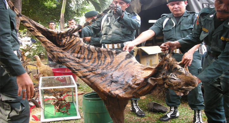 Perburuan Liar Sisakan 100 Harimau Sumatera di TN Gunung Leuser