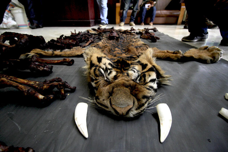 Perburuan Liar Sisakan 100 Harimau Sumatera di TN Gunung Leuser