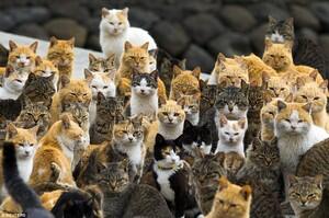 Aoshima, pulau di jepang yang dikuasai kucing