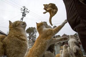 Aoshima, pulau di jepang yang dikuasai kucing