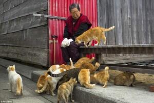 Aoshima, pulau di jepang yang dikuasai kucing