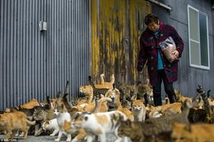 Aoshima, pulau di jepang yang dikuasai kucing