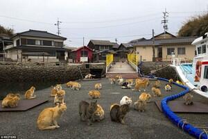 Aoshima, pulau di jepang yang dikuasai kucing