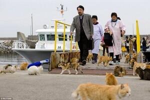 Aoshima, pulau di jepang yang dikuasai kucing