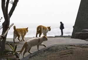 Aoshima, pulau di jepang yang dikuasai kucing