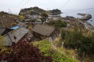 Aoshima, pulau di jepang yang dikuasai kucing