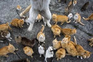 Aoshima, pulau di jepang yang dikuasai kucing