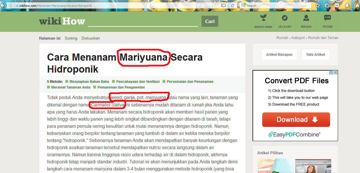 Cara menanam GANJA secara hidroponik, ternyata ada di website berbahasa Indonesia
