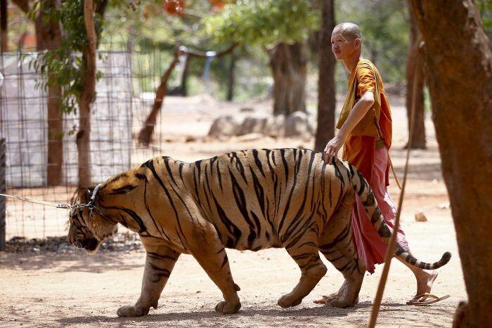 Senja kala Kuil Harimau di Thailand