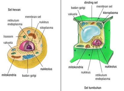 Yuk Mengenal Hewan hewan yang menyerupai Tumbuhan gan