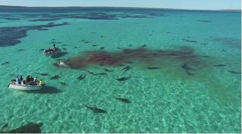Video Seram 70 Hiu Memangsa Ikan Paus di Laut Australia
