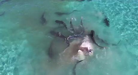 Video Seram 70 Hiu Memangsa Ikan Paus di Laut Australia