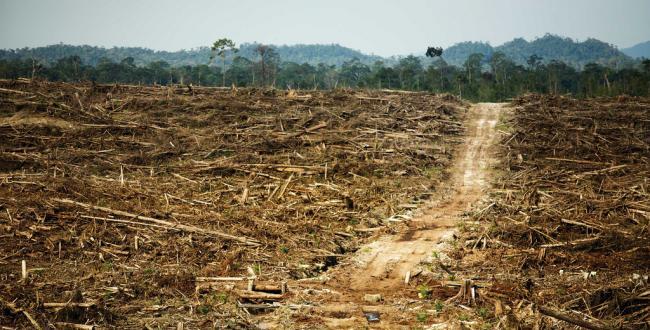 ~ The Forestman ~ (Pictures &amp; Video)