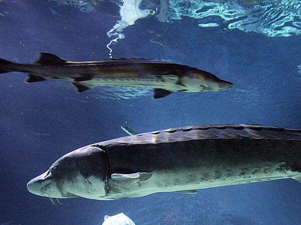 Ikan-ikan Air Tawar dengan Ukuran Raksasa