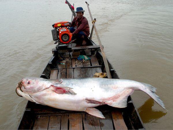 Ikan-ikan Air Tawar dengan Ukuran Raksasa