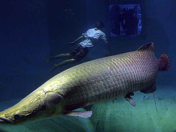 Ikan-ikan Air Tawar dengan Ukuran Raksasa