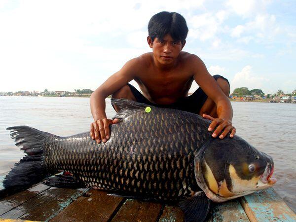 Ikan Air Tawar Terbesar Beratnya Setengah Ton