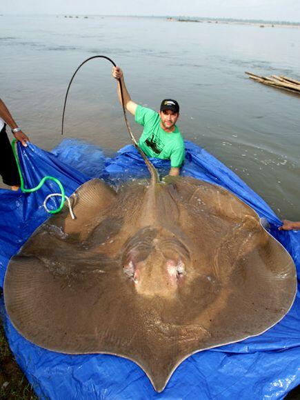 Ikan-ikan Air Tawar dengan Ukuran Raksasa