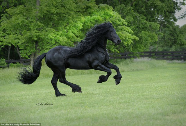 &#91;OMGNA&#93; Ini Dia Gan Kuda Tertampan Di Dunia
