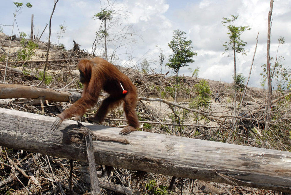 Perjuangan Tanpa Henti Demi Kelangsungan Hidup Orangutan Sumatera